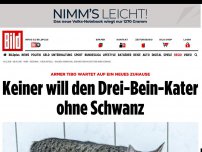 Bild zum Artikel: Armer Tibo - Keiner will den Drei-Bein-Kater ohne Schwanz