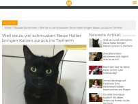 Bild zum Artikel: Weil sie zu viel schmusten: Neue Halter bringen Katzen zurück ins Tierheim