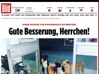 Bild zum Artikel: Hunde warten vor Krankenhaus - Gute Besserung, Herrchen!