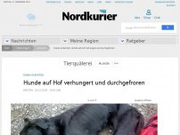 Bild zum Artikel: Drama in Bentzin: Hunde auf Hof verhungert und durchgefroren