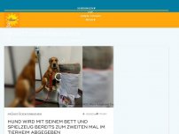 Bild zum Artikel: Gebrochenes Herz: Hund samt Bett und Spielzeug im Tierheim abgegeben