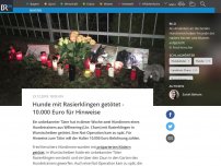 Bild zum Artikel: Hunde mit Rasierklingen getötet - 10.000 Euro für Hinweise