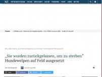 Bild zum Artikel: „Sie wurden zurückgelassen, um zu sterben“: Hundewelpen auf Feld ausgesetzt