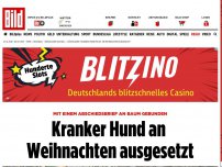 Bild zum Artikel: Milky wurde am Baum angebunden - Kranker Hund an Weihnachten ausgesetzt