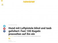 Bild zum Artikel: Hund mit Luftpistole blind und taub gefoltert: Fast 100 Kugeln prasselten auf ihn ein