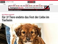 Bild zum Artikel: Für 37 Tiere endete Weihnachten dieses Jahr im Tierheim