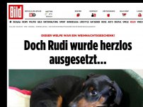 Bild zum Artikel: Er war ein Weihnachtsgeschenk! - Doch Rudi wurde einfach ausgesetzt…