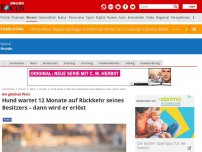 Bild zum Artikel: Am gleichen Platz - Hund wartet 12 Monate auf Rückkehr seines Besitzers – dann denken sich Fremde Plan für ihn aus