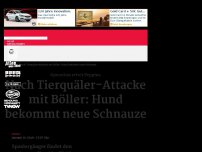 Bild zum Artikel: Nach Tierquäler-Attacke mit Böller: Hund bekommt neue Schnauze