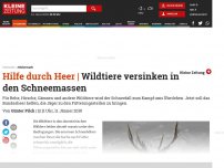 Bild zum Artikel: Wildtiere versinken in den Schneemassen