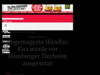 Bild zum Artikel: Abgemagerte Hündin vor Tierheim ausgesetzt