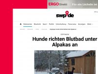 Bild zum Artikel: Göppingen: Blutbad: Hund beißt Alpaka Geschlechtsteil ab