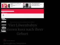 Bild zum Artikel: Vier Löwenbabys erfrieren kurz nach ihrer Geburt