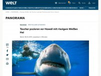 Bild zum Artikel: Taucher posieren vor Hawaii mit riesigem Weißen Hai