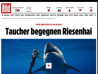 Bild zum Artikel: Vor der Küste Hawaiis - Taucher begegnen Riesenhai