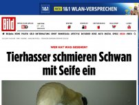 Bild zum Artikel: Wer hat was gesehen? - Tierhasser schmieren Schwan mit Seife ein