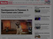 Bild zum Artikel: Gänserdorf: Hundepension in Flammen: 5 Tiere kamen ums Leben