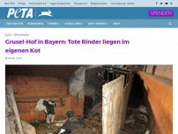 Bild zum Artikel: Grusel-Hof in Bayern: Tote Rinder liegen im eigenen Kot