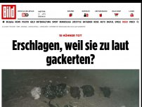 Bild zum Artikel: 18 Hühner tot - Erschlagen, weil sie zu laut gackerten?