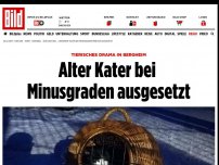 Bild zum Artikel: TIERISCHES DRAMA IN BERGHEIM - Alter Kater bei Minusgraden ausgesetzt