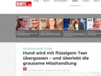 Bild zum Artikel: Hund wird mit flüssigem Teer übergossen – und überlebt die grausame Misshandlung