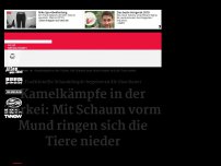 Bild zum Artikel: Kamelkämpfe in der Türkei: Mit Schaum vorm Mund ringen sich die Tiere nieder