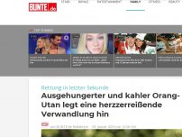 Bild zum Artikel: Ausgehungerter und kahler Orang-Utan legt eine herzzerreißende Verwandlung hin