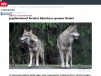 Bild zum Artikel: Debatte um Problemwölfe: Jagdverband fordert Abschuss ganzer Rudel