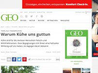 Bild zum Artikel: Heilsame Wirkung: Warum Kühe uns guttun