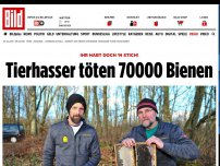 Bild zum Artikel: Ihr habt doch ‘n Stich! - Tierhasser töten 70000 Bienen