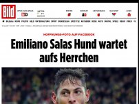 Bild zum Artikel: Hoffnungs-Foto auf Facebook - Emiliano Salas Hund wartet aufs Herrchen