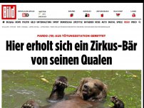 Bild zum Artikel: Aus Tötungsstation gerettet - Hier erholt sich ein Zirkus-Bär von seinen Qualen