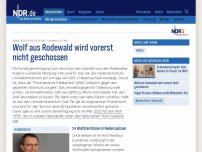 Bild zum Artikel: Wolf aus Rodewald wird vorerst nicht geschossen