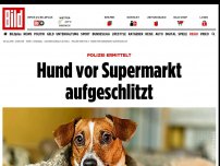 Bild zum Artikel: Polizei ermittelt - Hund vor Supermarkt aufgeschlitzt