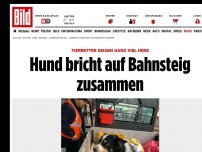 Bild zum Artikel: Tierretter zeigen ganz viel Herz - Hund bricht auf Bahnsteig zusammen