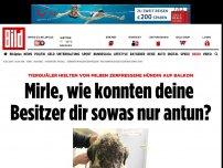 Bild zum Artikel: Vor Tierquälern gerettet - Mirle, wie konnte Dein Besitzer Dir das nur antun?