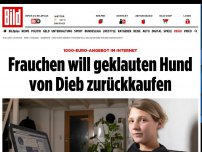 Bild zum Artikel: Hund „Little' geklaut - Bewegender Brief an den Dieb