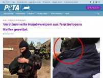 Bild zum Artikel: Verstümmelte Hundewelpen aus fensterlosem Keller gerettet