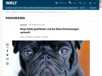 Bild zum Artikel: Mops Edda gepfändet und bei Ebay verkauft