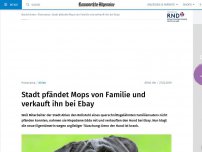 Bild zum Artikel: Stadt pfändet Mops von Familie und verkauft ihn bei Ebay