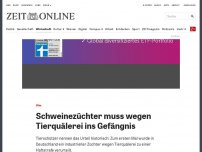 Bild zum Artikel: Ulm: Schweinezüchter muss wegen Tierquälerei ins Gefängnis