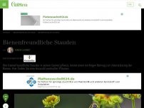 Bild zum Artikel: Bienenfreundliche Stauden