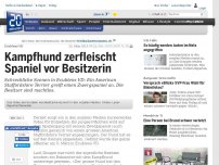 Bild zum Artikel: Ecublens VD: Kampfhund zerfleischt Spaniel vor Besitzerin