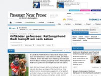 Bild zum Artikel: Scheyern: Giftköder gefressen: Rettungshund Rudi kämpft um sein Leben