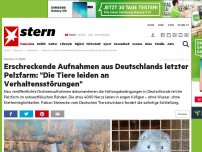 Bild zum Artikel: Rahden in NRW: Erschreckende Aufnahmen aus Deutschlands letzter Pelzfarm: 'Die Tiere leiden an Verhaltensstörungen'