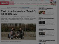 Bild zum Artikel: Spaziergang mit Folgen: Zwei Listenhunde ohne 'Schein': 3.000 € Strafe!