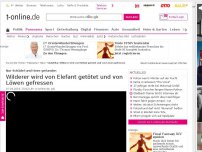 Bild zum Artikel: Südafrika: Wilderer wird von Elefant getötet und von Löwen gefressen