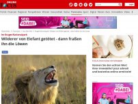 Bild zum Artikel: Im Kruger-Nationalpark - Wilderer von Elefant getötet - dann fraßen ihn die Löwen