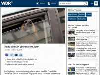 Bild zum Artikel: Hund stirbt in überhitztem Auto