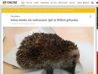 Bild zum Artikel: Tierquälerei: Schon wieder ein verbrannter Igel in Willich gefunden